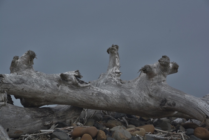 driftwood on Cape Meares Beach